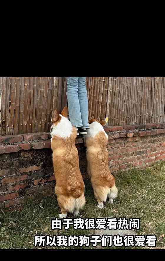 柯基犬的独特魅力解析：可爱外表与聪明性格的完美结合