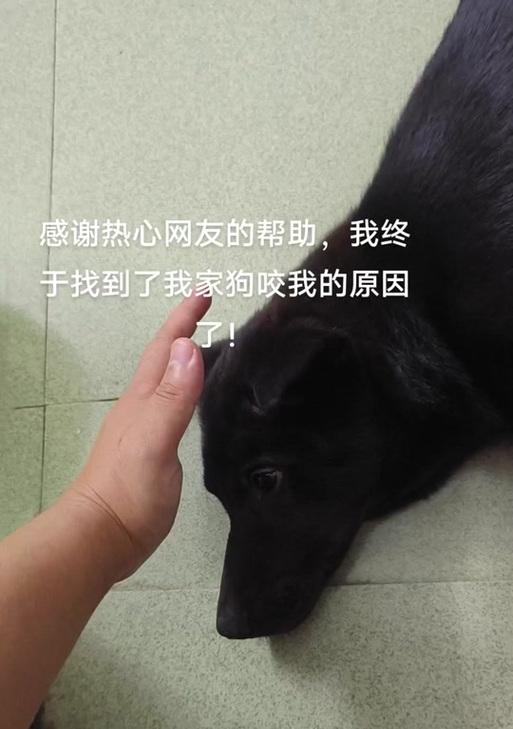 小狗咬人原因与应对方法：从行为动机到预防策略