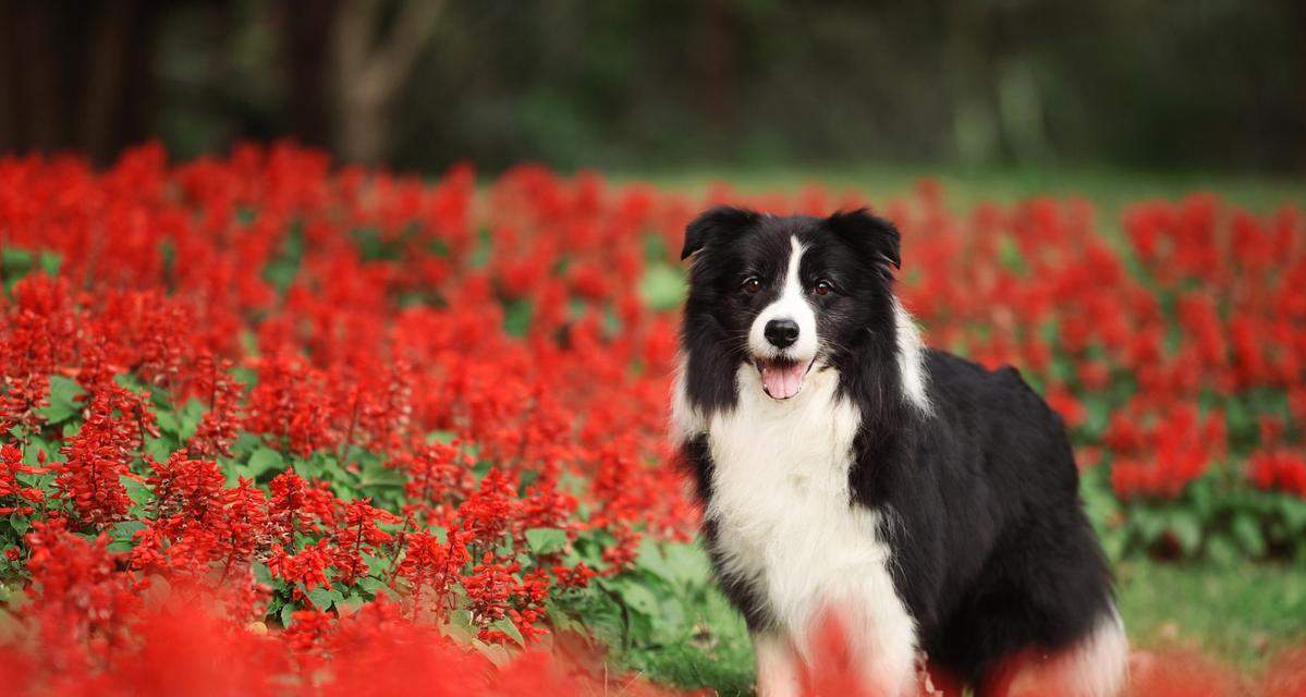 苏牧幼犬喂养指南：健康饮食关键要点与营养配比