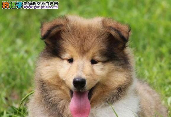 苏牧幼犬喂养指南：健康饮食关键要点与营养配比
