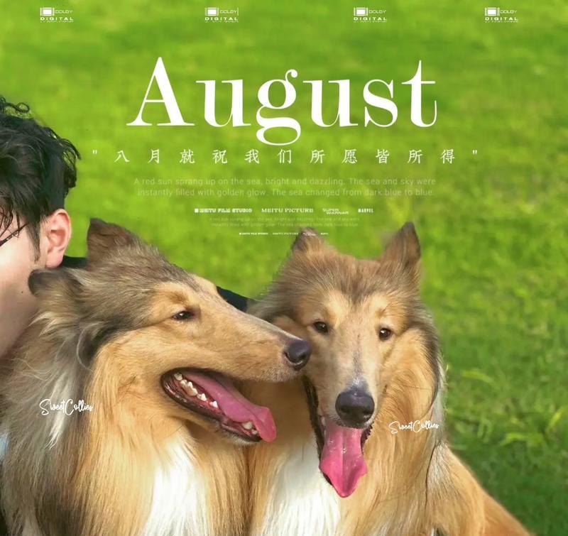 苏牧幼犬喂养指南：健康饮食关键要点与营养配比