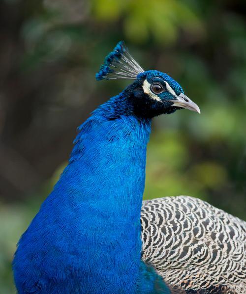 孔雀的美丽外形揭秘：从绚丽羽毛到优雅体态的独特魅力