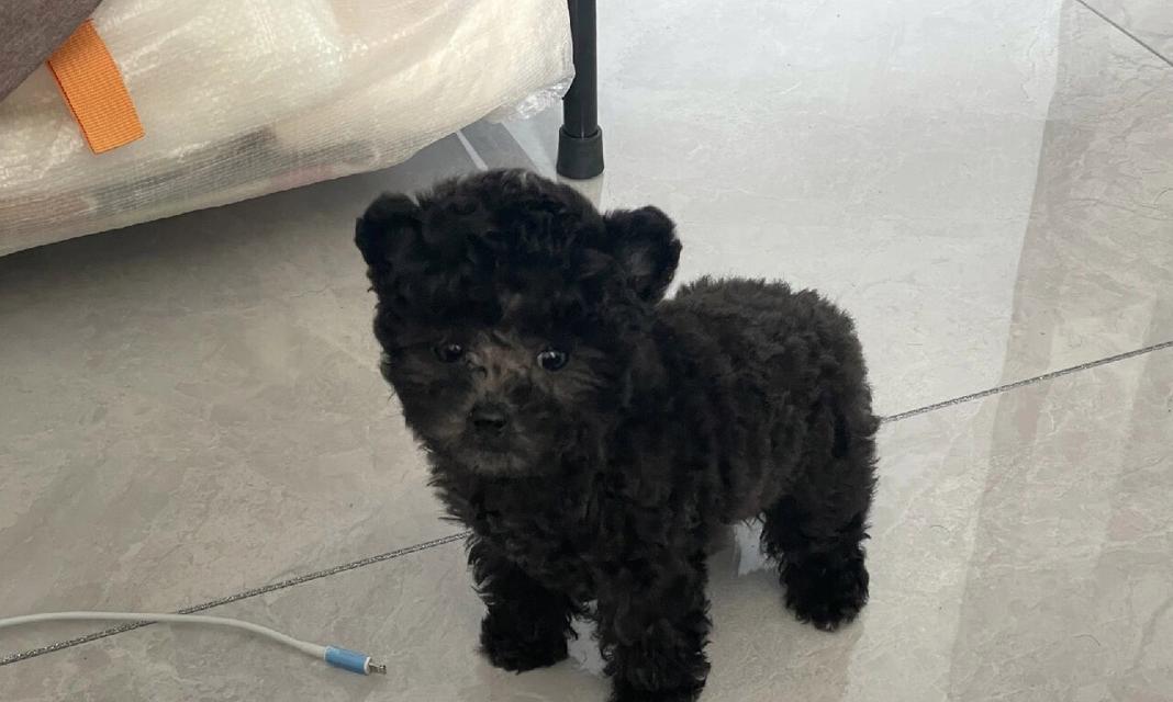 泰迪幼犬科学加餐指南：营养搭配助力宝宝健康成长