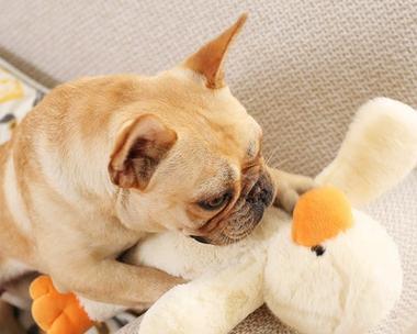 狗狗适合与哪些小宠物一起养?15种最佳伙伴选择指南 狗狗适合与哪些小宠物一起养?15种最佳伙伴选择指南