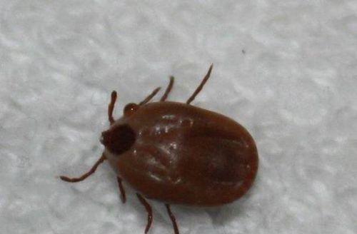 祛除狗豆子药物指南：正确选择让宠物摆脱皮肤困扰