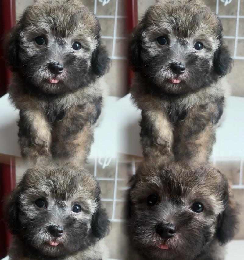 泰迪幼犬科学加餐指南：营养搭配助力宝宝健康成长