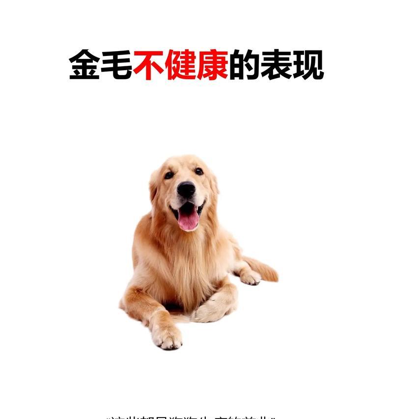 常见犬种易患疾病分析,不同品种狗狗的健康隐患 常见犬种易患疾病分析,不同品种狗狗的健康隐患