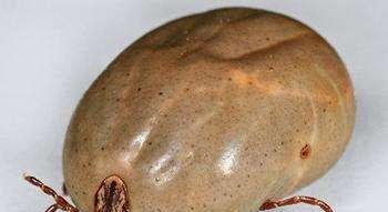 祛除狗豆子药物指南：正确选择让宠物摆脱皮肤困扰