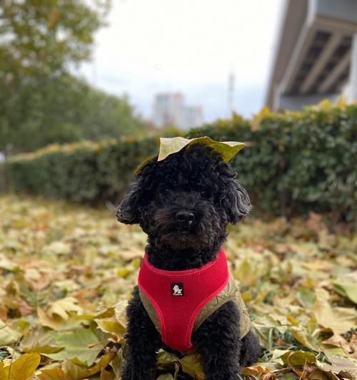 泰迪幼犬科学加餐指南：营养搭配助力宝宝健康成长