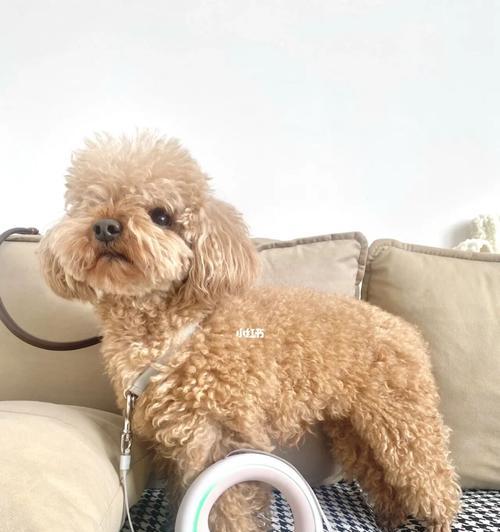 轻松应对犬只恐惧的实用技巧，学会与汪星人友好相处