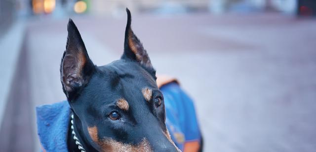 轻松应对犬只恐惧的实用技巧，学会与汪星人友好相处