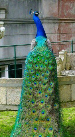 孔雀的美丽外形揭秘：从绚丽羽毛到优雅体态的独特魅力