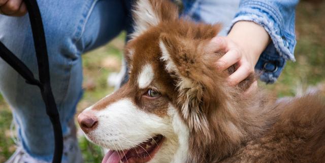 轻松应对犬只恐惧的实用技巧，学会与汪星人友好相处