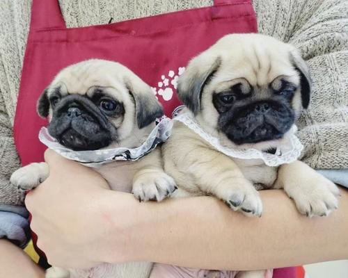 狗狗适合与哪些小宠物一起养?15种最佳伙伴选择指南 狗狗适合与哪些小宠物一起养?15种最佳伙伴选择指南