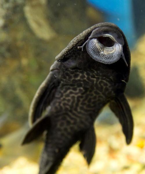 吊类饲养如何选对藻类饲料？正确选择影响生长与健康