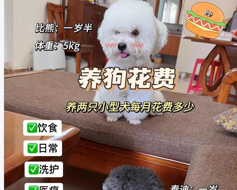 比熊幼犬喂养指南,科学饮食助宝宝健康成长 比熊幼犬喂养指南,科学饮食助宝宝健康成长