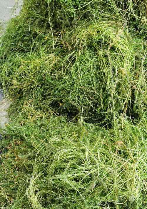 吊类饲养如何选对藻类饲料？正确选择影响生长与健康