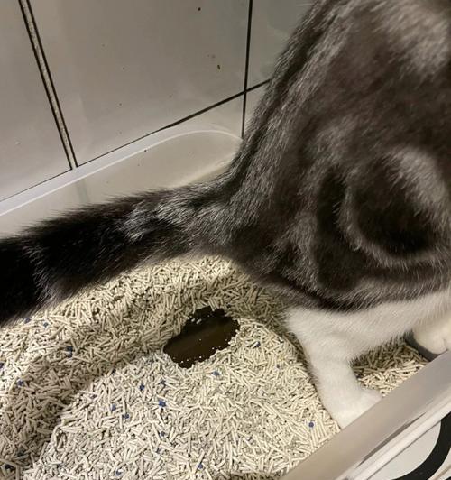 小猫拉稀常见原因与治疗方法，守护猫咪肠道健康
