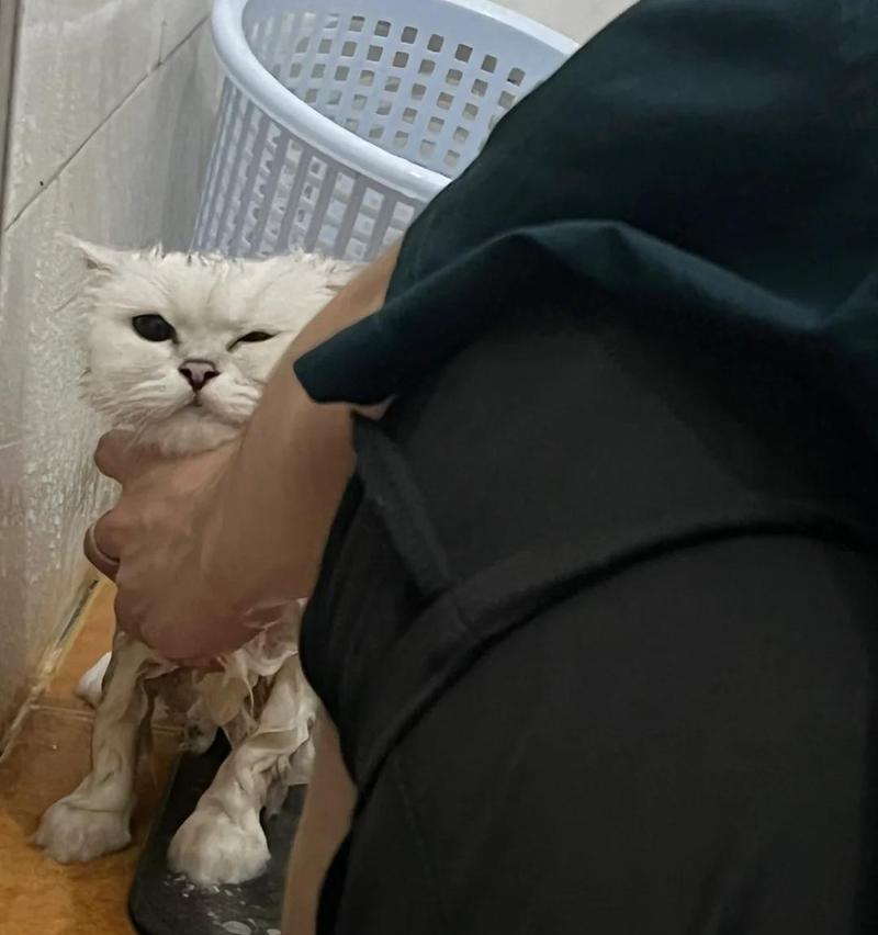 小猫拉稀常见原因与治疗方法，守护猫咪肠道健康