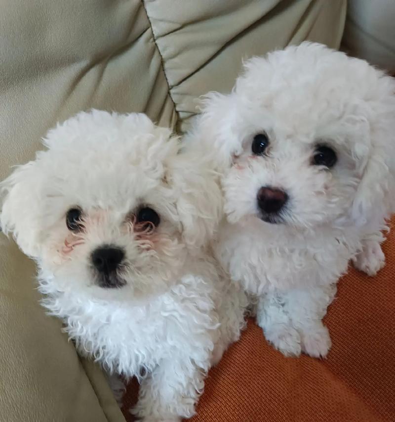 比熊幼犬喂养指南,科学饮食助宝宝健康成长 比熊幼犬喂养指南,科学饮食助宝宝健康成长