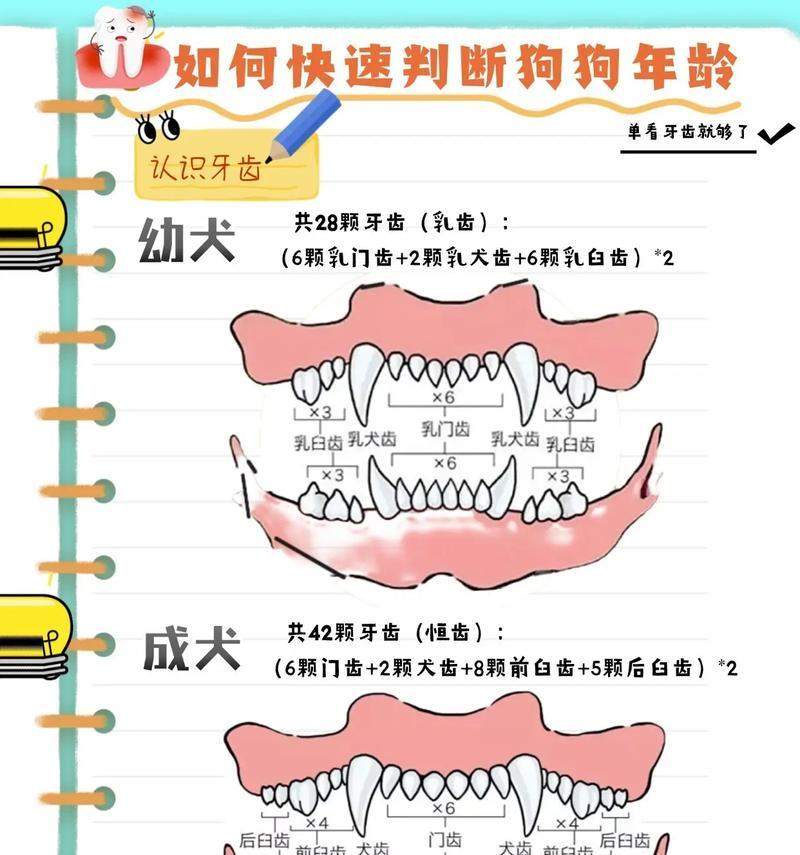狗为什么老得快？解析犬类快速衰老的遗传与生理原因