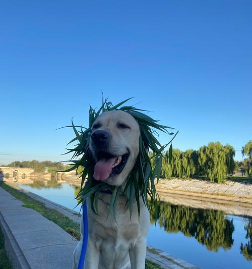 狗为什么老得快？解析犬类快速衰老的遗传与生理原因