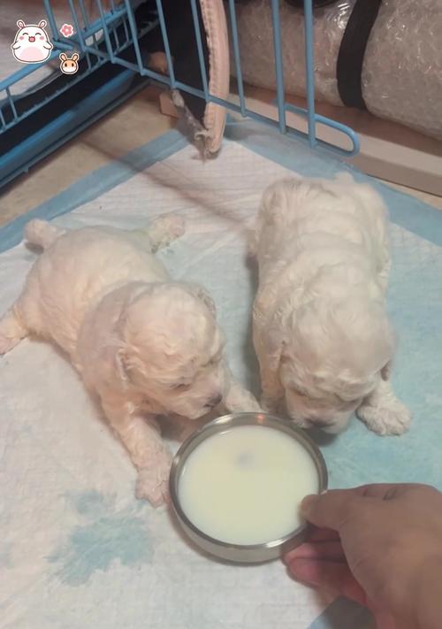 比熊幼犬喂养指南,科学饮食助宝宝健康成长 比熊幼犬喂养指南,科学饮食助宝宝健康成长