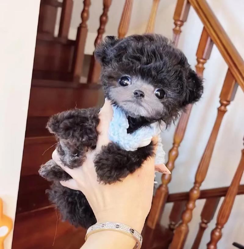 泰迪幼犬饮食指南：除了狗粮还能吃哪些营养食物