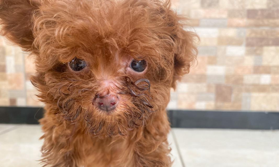 泰迪幼犬饮食指南：除了狗粮还能吃哪些营养食物