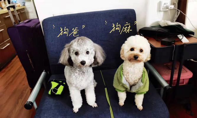 狗狗孕期营养搭配指南:保障母幼健康与免疫力提升 狗狗孕期营养搭配指南:保障母幼健康与免疫力提升