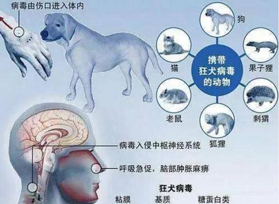 狗传染给人的常见疾病解析，预防人犬共患病风险