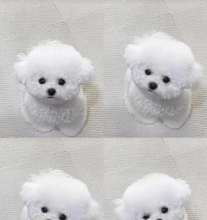 比熊犬驱虫时机全攻略，科学安排守护爱宠健康