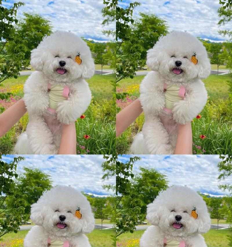 比熊犬驱虫时机全攻略，科学安排守护爱宠健康