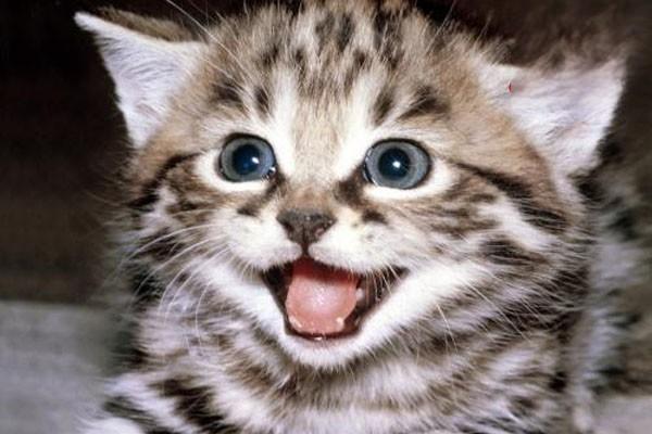 犬猫喉头麻痹症状与治疗方案解析,了解呼吸困难病因与应对 犬猫喉头麻痹症状与治疗方案解析,了解呼吸困难病因与应对