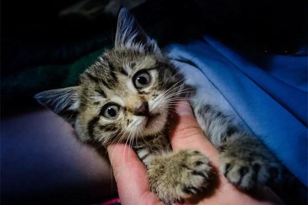 犬猫喉炎的症状与治疗方案:从剧烈咳嗽到科学用药 犬猫喉炎的症状与治疗方案:从剧烈咳嗽到科学用药