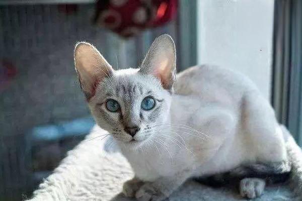 犬猫肺炎症状识别与治疗方案:如何帮助宠物恢复健康 犬猫肺炎症状识别与治疗方案:如何帮助宠物恢复健康