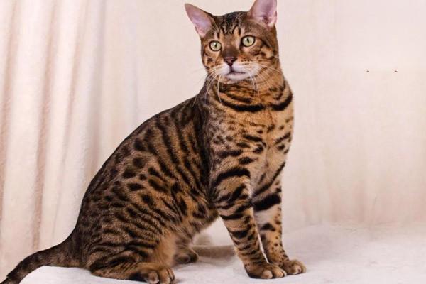 犬猫异物性肺炎的症状识别与治疗方案详解 犬猫异物性肺炎的症状识别与治疗方案详解