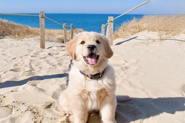 犬猫喉炎的症状与治疗方案:从剧烈咳嗽到科学用药 犬猫喉炎的症状与治疗方案:从剧烈咳嗽到科学用药