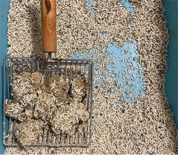 混合猫砂测评:结团慢粘底除臭差,安全性是唯一亮点? 混合猫砂测评:结团慢粘底除臭差,安全性是唯一亮点?