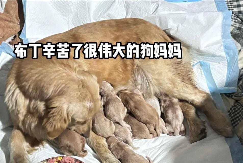 小金毛科学喂养指南：饮食需求与健康食物选择