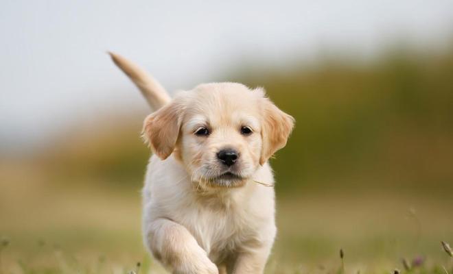 小金毛科学喂养指南：饮食需求与健康食物选择