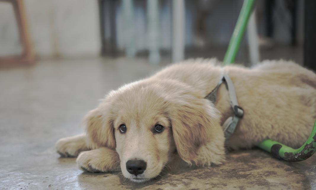 小金毛科学喂养指南：饮食需求与健康食物选择