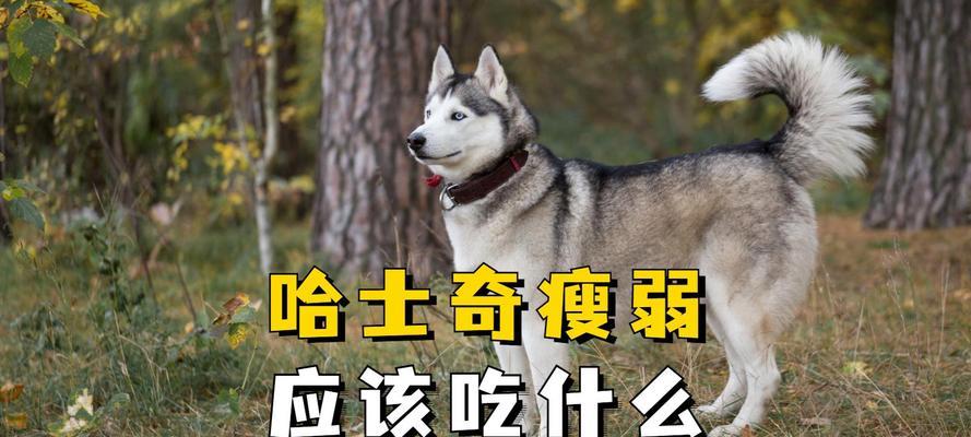 哈士奇饮食指南:均衡营养搭配与辅食选择全攻略 哈士奇饮食指南:均衡营养搭配与辅食选择全攻略