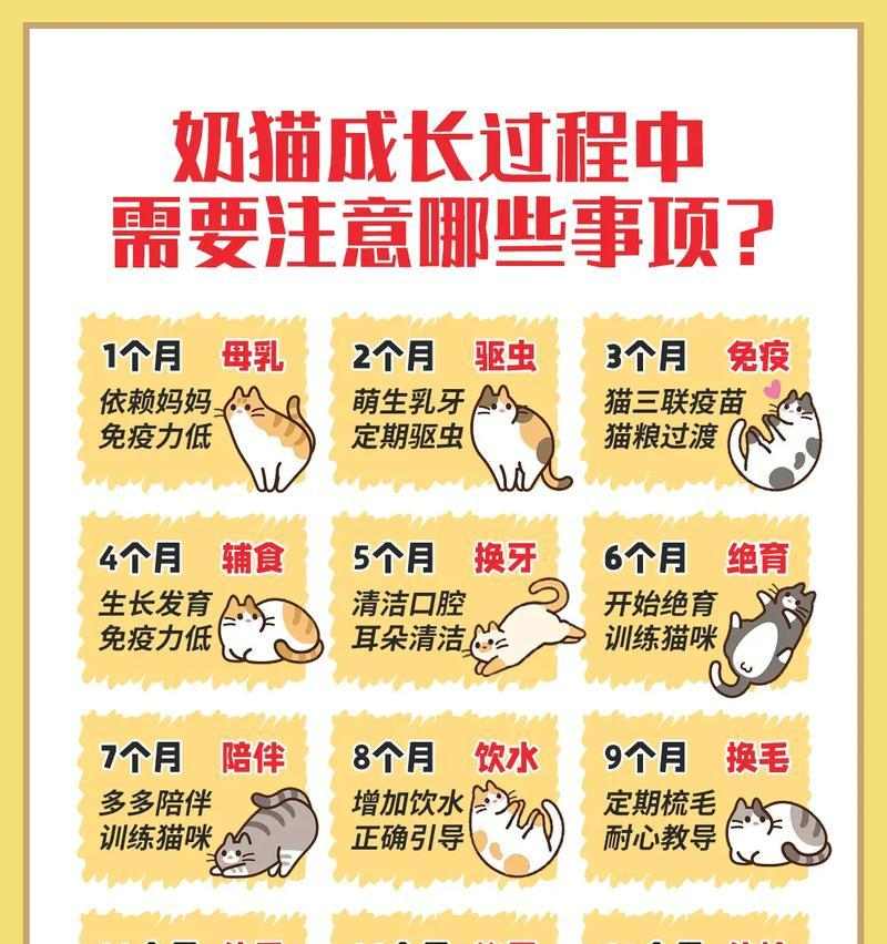 科学养猫全攻略:从饮食到护理的猫咪健康养护指南 科学养猫全攻略:从饮食到护理的猫咪健康养护指南