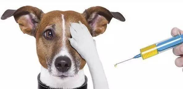 狗狗疫苗种类与接种全指南,科学保护爱犬健康 狗狗疫苗种类与接种全指南,科学保护爱犬健康