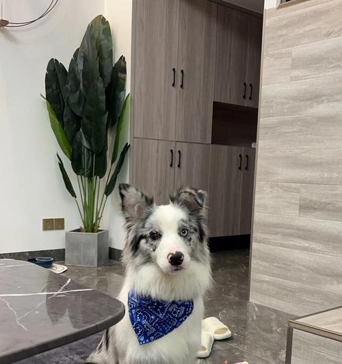 边境牧羊犬发烧应对指南:科学用药与家庭护理要点 边境牧羊犬发烧应对指南:科学用药与家庭护理要点