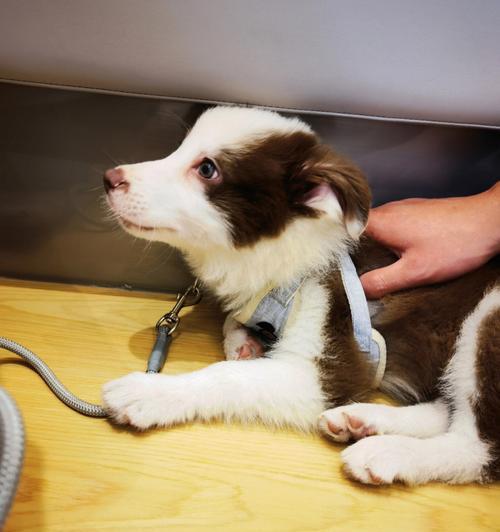 边境牧羊犬发烧应对指南:科学用药与家庭护理要点 边境牧羊犬发烧应对指南:科学用药与家庭护理要点