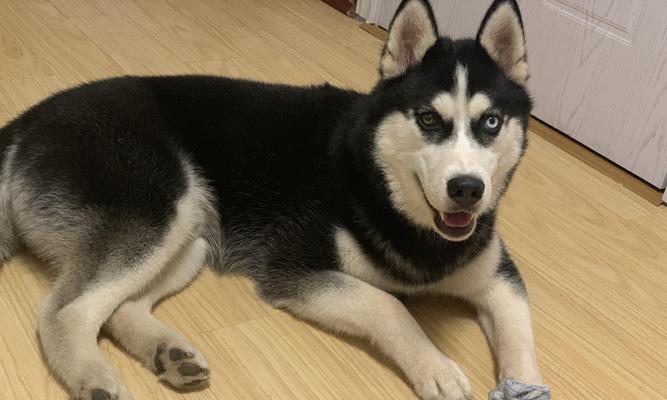 哈士奇饮食指南:均衡营养搭配与辅食选择全攻略 哈士奇饮食指南:均衡营养搭配与辅食选择全攻略