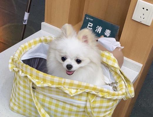 博美拉肚子饮食原因与预防指南,守护爱犬肠胃健康 博美拉肚子饮食原因与预防指南,守护爱犬肠胃健康