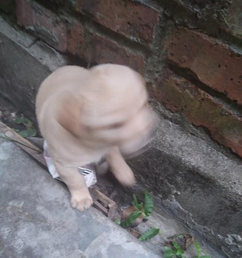 狗狗不愿出门的原因解析与有效解决方法指南 狗狗不愿出门的原因解析与有效解决方法指南